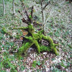 High angle view of trees growing on field