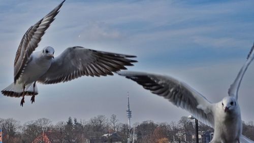 Low angle view of bird flying against sky