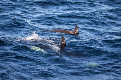 High angle view of killer whales swimming in sea