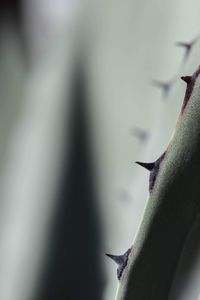 Close-up of spiked plant