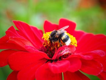 Close-up of bee pollinating on pink flower