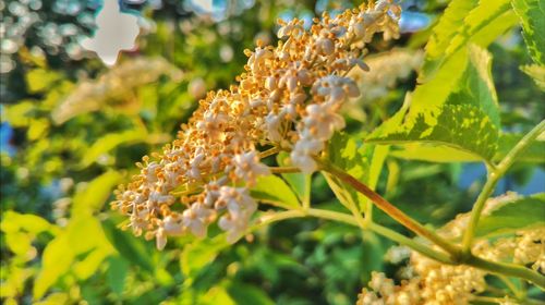 Close-up of insect on plant