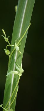 Close-up of green leaves