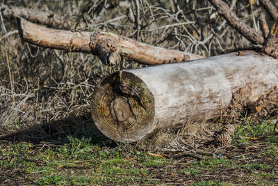 Close-up of tree trunk