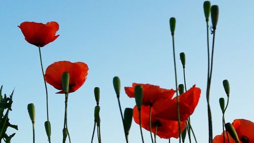 Close-up of red poppy flowers against sky