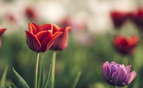 Close-up of red tulip