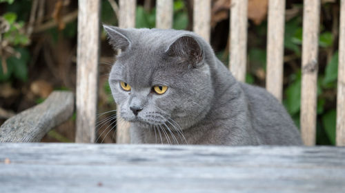 Close-up portrait of a cat