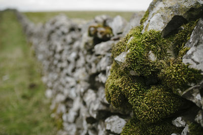 Close-up of moss on rock