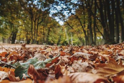 Close-up of dry leaves fallen in forest during autumn