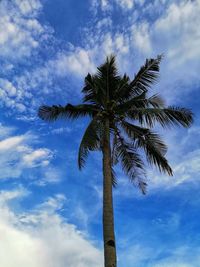 Low angle view of coconut palm tree against sky