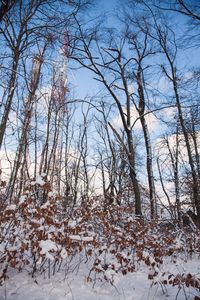 Low angle view of bare trees during winter