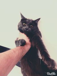 Close-up of hand holding black cat