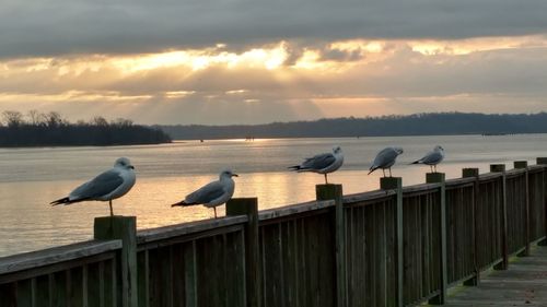 Seagulls perching on lake against sky during sunset