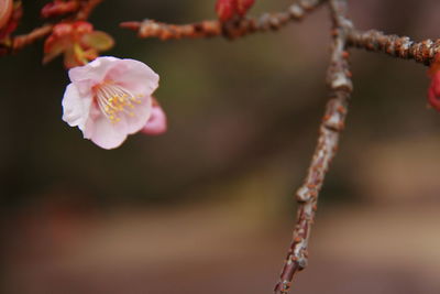 Close-up of pink cherry blossom on twig