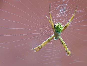 Close-up of spider on web