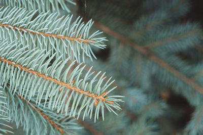 Close-up of pine tree