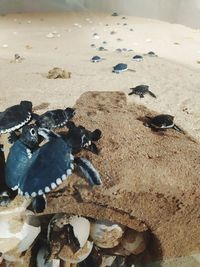 High angle view of shells on sand