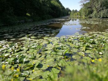 Water lily in lake