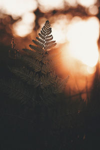 Close-up of leaves against sky during sunset