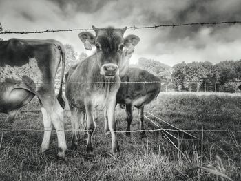 Horses standing in a field