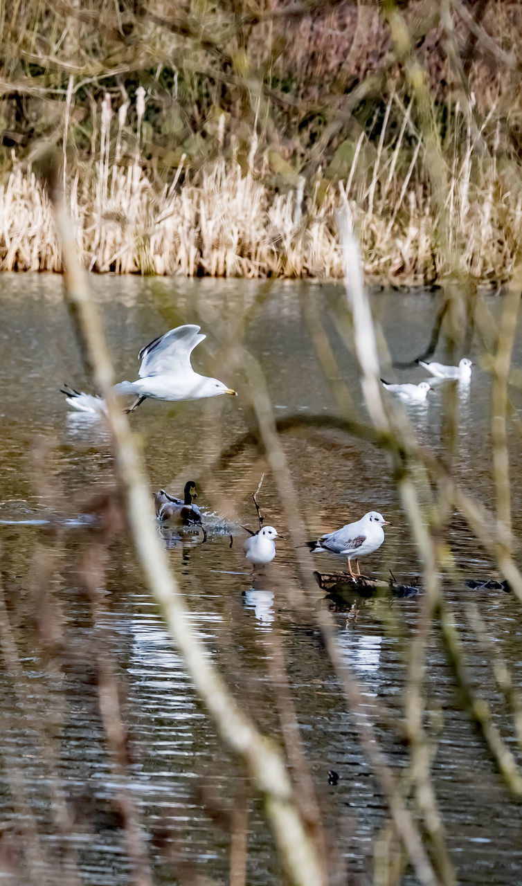 BIRD FLYING OVER LAKE