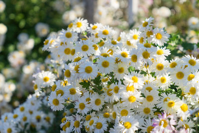 Close-up of flowers blooming outdoors