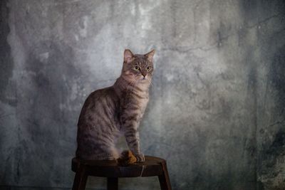 Cat looking away while sitting against wall
