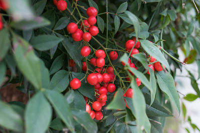 Close-up of red berries growing on tree