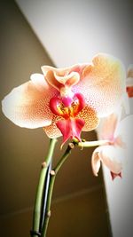 Close-up of pink orchid flowers