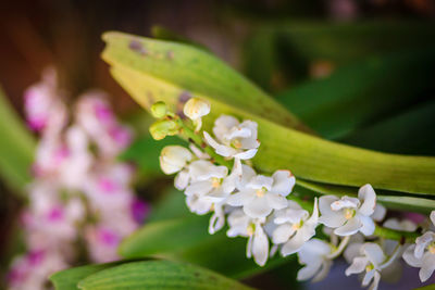 Close-up of white flowers blooming outdoors