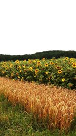 Plants growing on field against clear sky