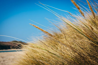 Close-up of grass growing on field against clear blue sky