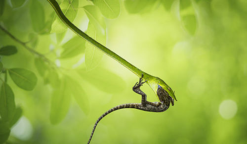 Close-up of snake hunting lizard