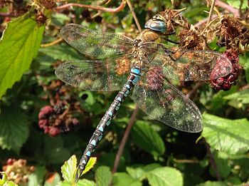 Close-up of dragonfly on plant