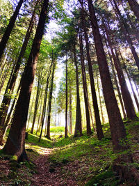 Trees growing in forest