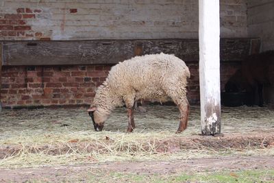 Sheep grazing on grass