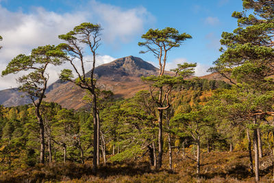 Trees in forest against sky