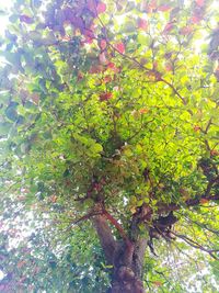 Low angle view of tree