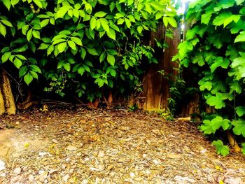 Plants growing on land in forest