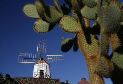 Close-up of cactuses against traditional windmill