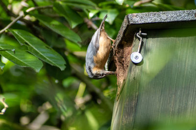 Close-up of bird perching on a plant