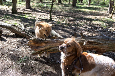 Dog in a forest