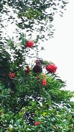 Low angle view of flowering plant against trees