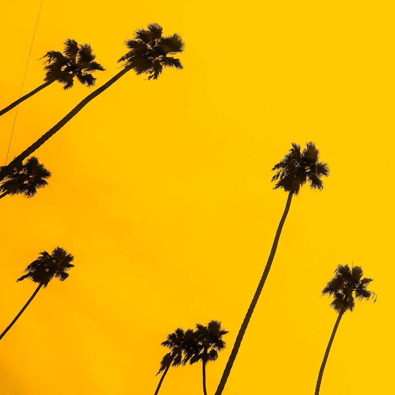 LOW ANGLE VIEW OF PALM TREE AGAINST ORANGE SKY