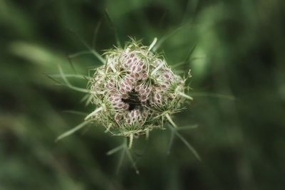 Close-up of dandelion on plant at field