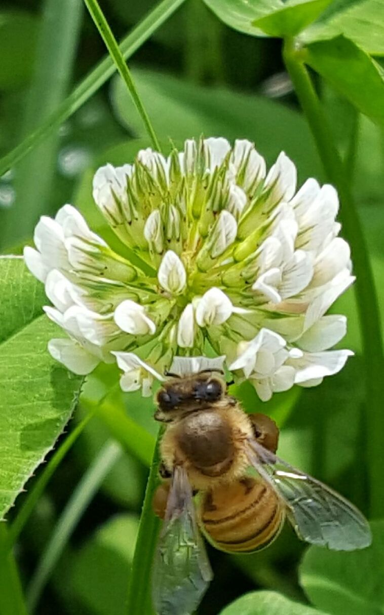 CLOSE-UP OF HONEY BEE ON WHITE FLOWER