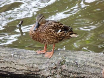 High angle view of mallard duck in lake