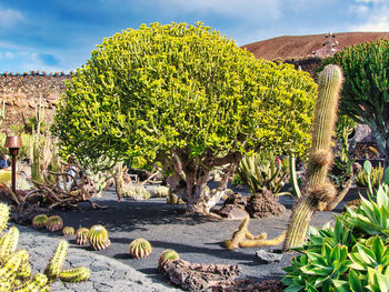 Cactus plants growing on field