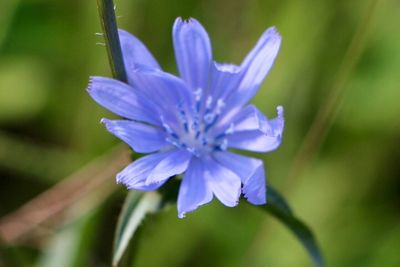 Close-up of flower blooming outdoors