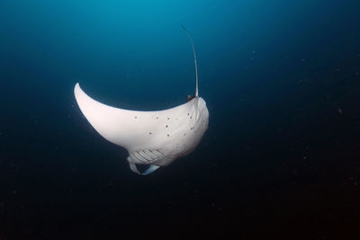Sting ray swimming undersea